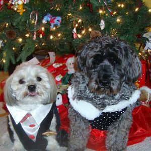 Meet your Posher, Dawn